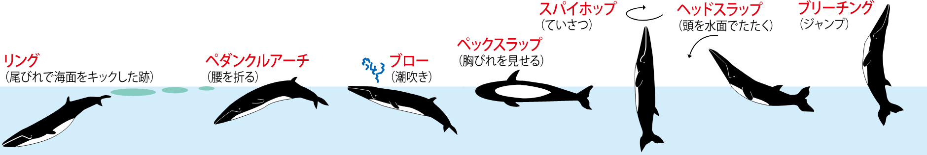 ニタリクジラの代用的な行動
